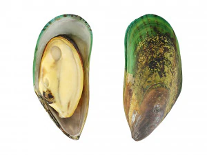 Mussel Green Shell 3D Model