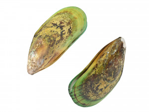 Mussel Green Shell Model 3D