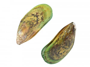 Mussel Green Shell 3D Model