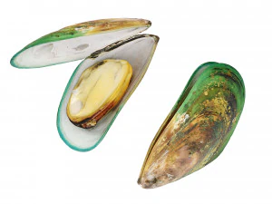 Mussel Green Shell 3D Model