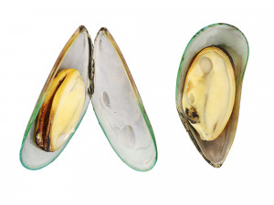 Mussel Green Shell Model 3D