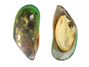 Mussel Green Shell 3D Model