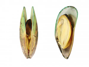Mussel Green Shell 3D Model