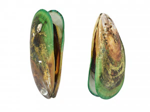 Mussel Green Shell 3D Model