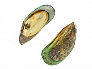 Mussel Green Shell 3D Model