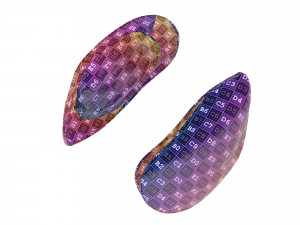 Mussel Green Shell Model 3D