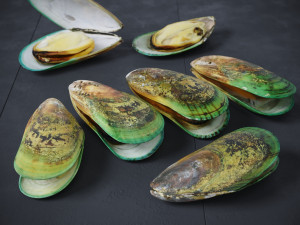 Mussel Green Shell Model 3D
