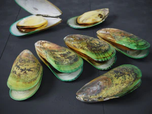 Mussel Green Shell 3D Model