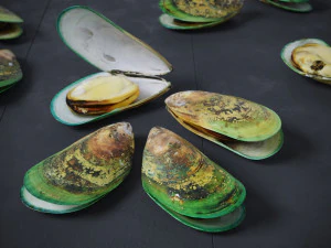 Mussel Green Shell 3D Model