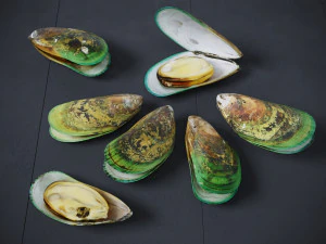 Mussel Green Shell 3D Model