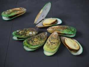 Mussel Green Shell 3D Model