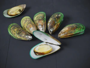 Mussel Green Shell 3D Model