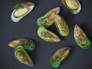 Mussel Green Shell 3D Model