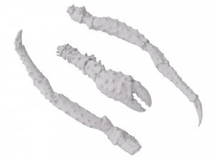 King Crab Legs and Claws 3D Model