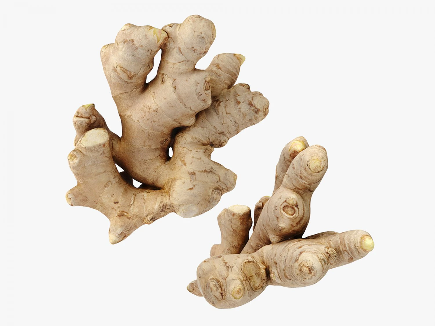 Ingwer 3D Modell .c4d .max .obj .3ds .fbx .stl .blend 