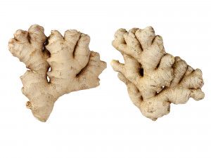Ginger 3D मॉडल