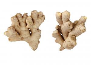 Ginger 3D मॉडल