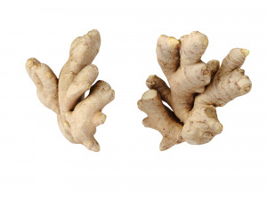 Ginger 3D मॉडल