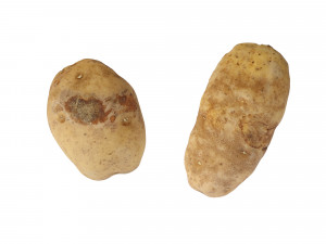 Potatoes 01 3D Model