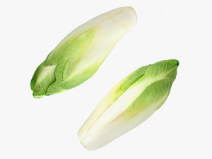 Belgian Endive Modelo 3D