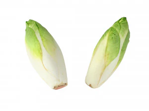Belgian Endive 3D Model
