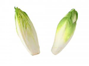 Belgian Endive 3D Model