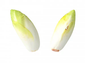 Belgian Endive 3D Model