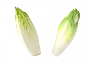 Belgian Endive 3D Model