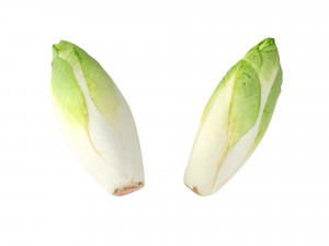 Belgian Endive Modello 3D