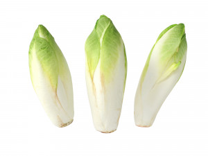 Belgian Endive Modello 3D