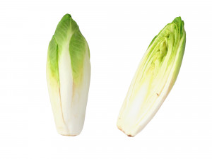 Belgian Endive Modello 3D