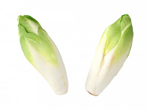 Belgian Endive Modello 3D