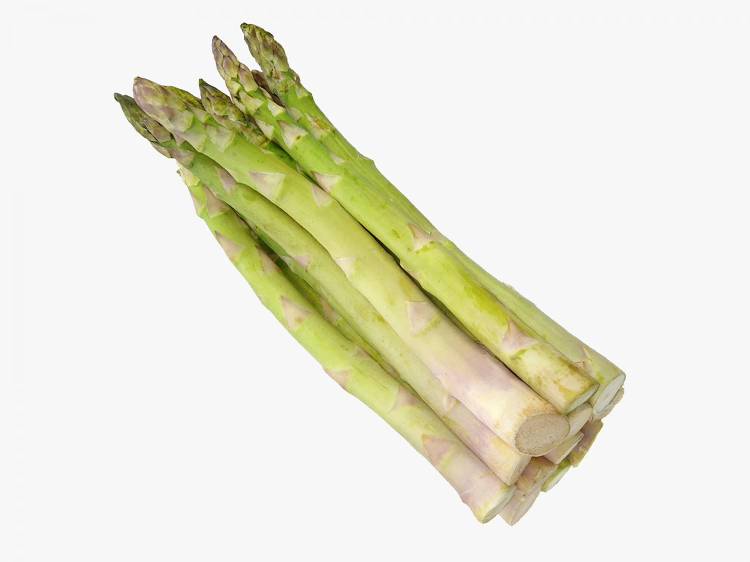 Asparago Modello 3D .c4d .max .obj .3ds .fbx .stl .blend 