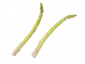Asparagus Modelo 3D