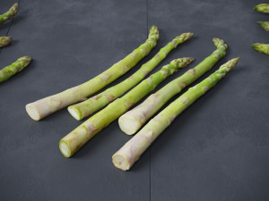 Asparagus Modelo 3D