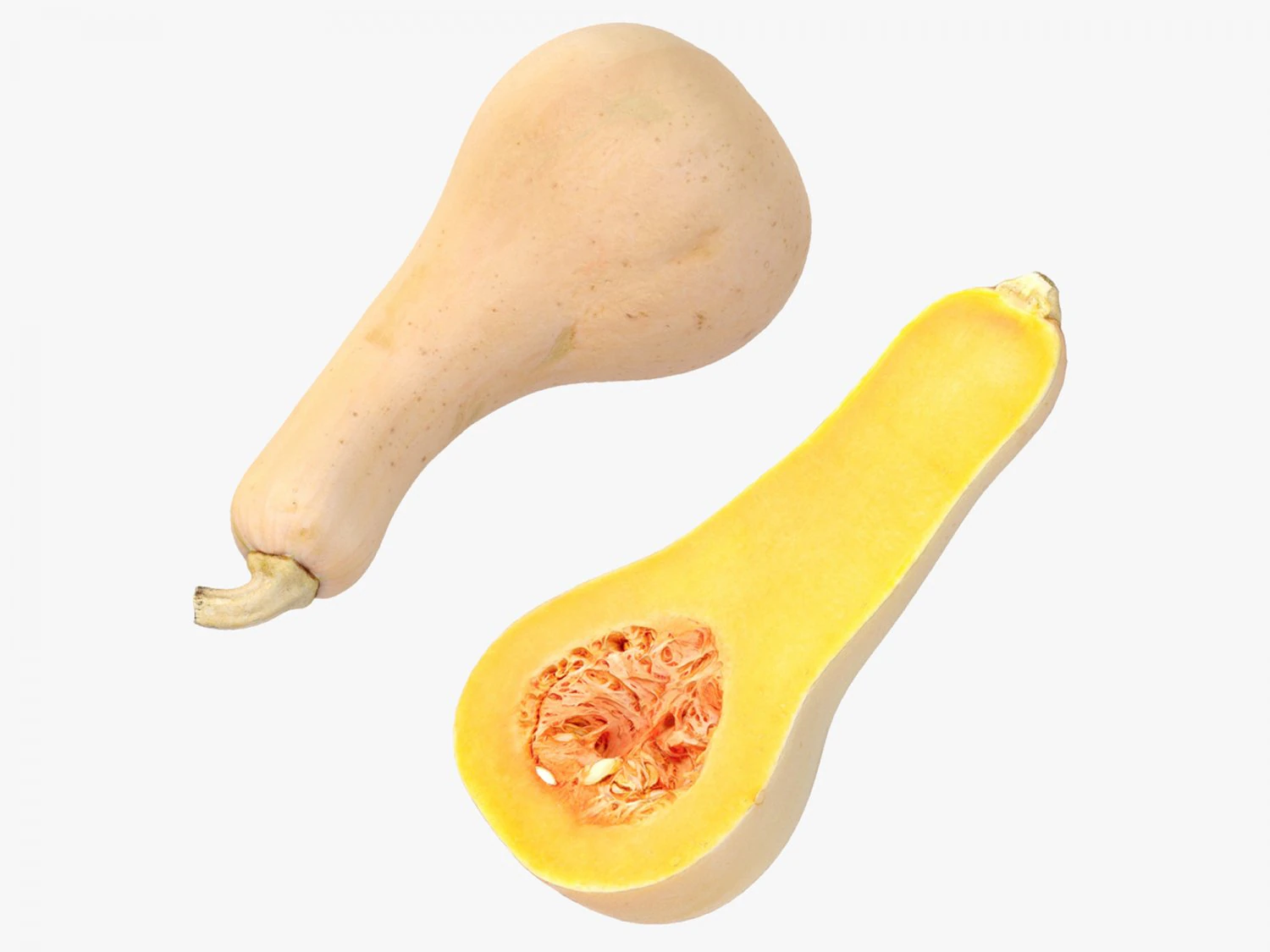 Butternut Squash 3D Model .c4d .max .obj .3ds .fbx .stl .blend 