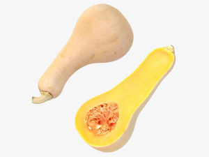 Butternut Squash Modelo 3D