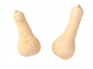 Butternut Squash Modelo 3D