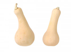 Butternut Squash 3D Model