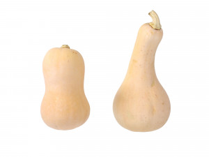 Butternut Squash Modelo 3D