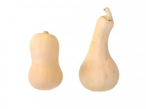 Butternut Squash 3D Model
