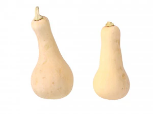 Butternut Squash 3D Model