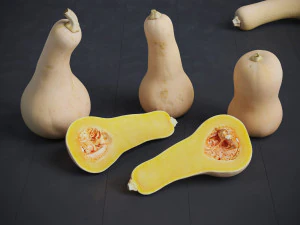 Butternut Squash 3D Model