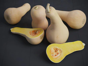 Butternut Squash 3D Model