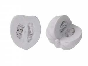 Acorn Squash 3D Модель