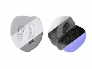 Acorn Squash 3D Model