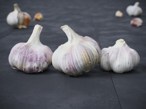 Garlic 3D 模型