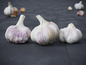 Garlic 3D Model