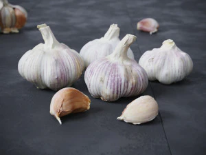 Garlic 3D Model