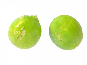 Lime 3Dモデル